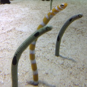 10431487_241098186088336_3915265949933828088_n