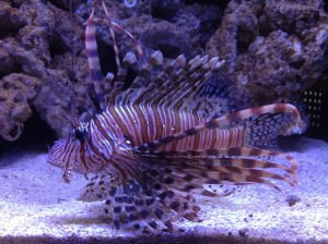 1377182_241098156088339_6667919496240806758_n