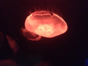 1521485_241098056088349_4117279028011459833_n