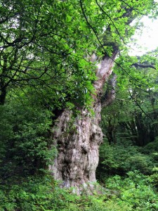 11214202_902189869827569_8910057961501697302_n