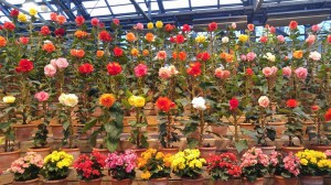 11041032_784185058357916_1189771506467046538_n