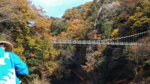 12219506_784128408363581_6126768216129286_n