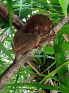 13524447_1369684866381356_2964694932983363553_n