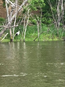 65442094_1774307332672281_8130158922783784960_n