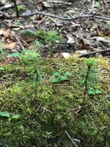 65771243_1774319862671028_3479502656035094528_n